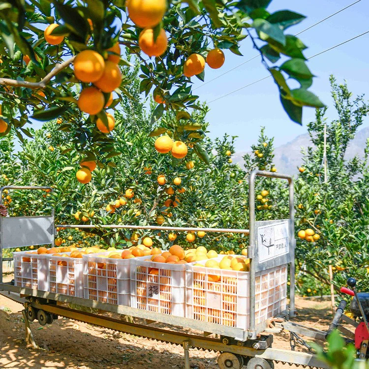 product-750-750 product-750-750